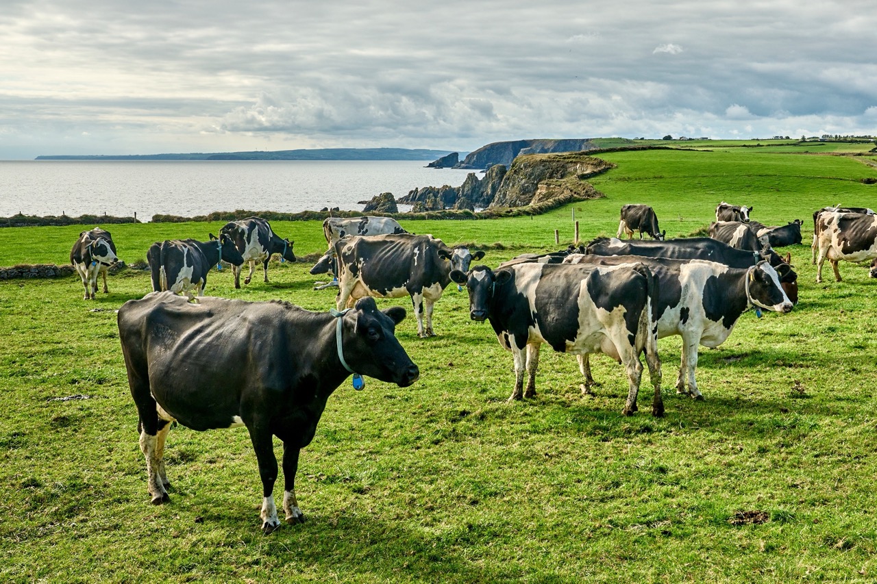 Net Zero IQ: Ireland's Plan To Kill 200,000 Cows