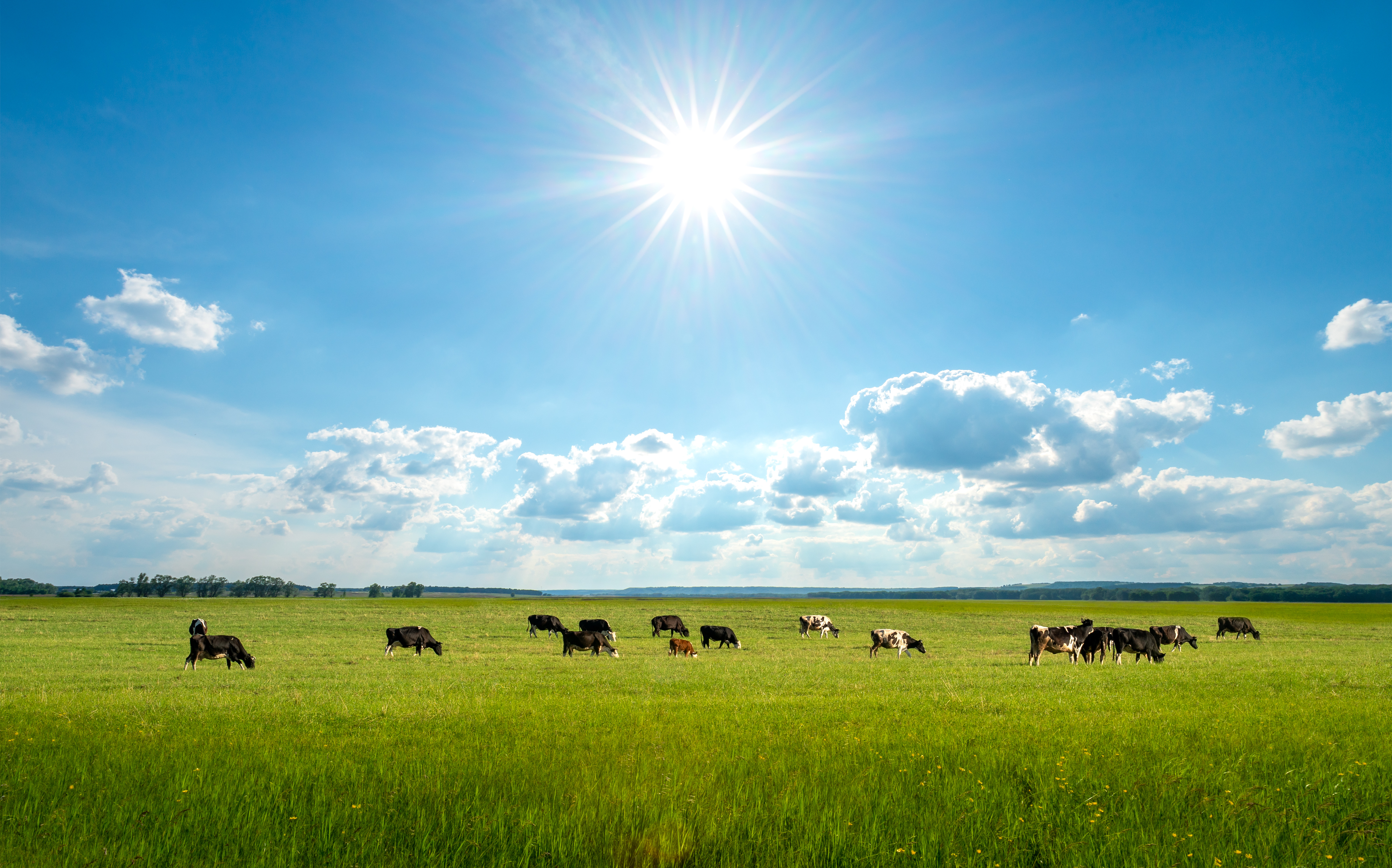 The Green Hoofprint: Cattle's Positive Impact on Earth